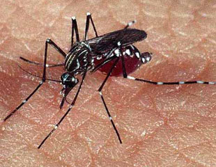 Cuidado com os insetos: corpo fica mais vulnerável no verão